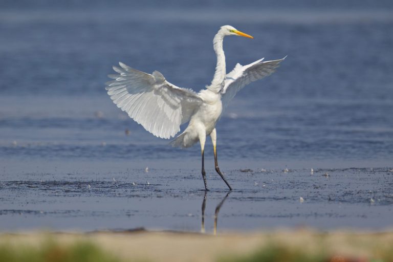 Let`s spring! White egrets nest on Cashibococha lake