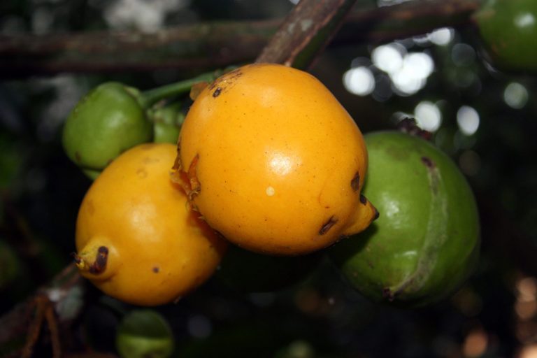 Каймито — звездчатое яблоко джунглей
