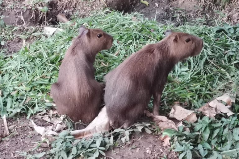 capibaras