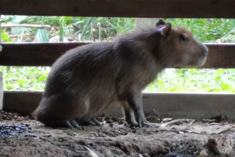 capibaras