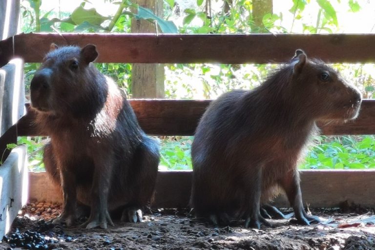 One capybara, two capybaras